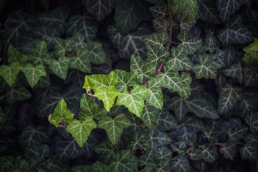 bush, nature, leaves, plant, green bush, green leaves-5440262.jpg