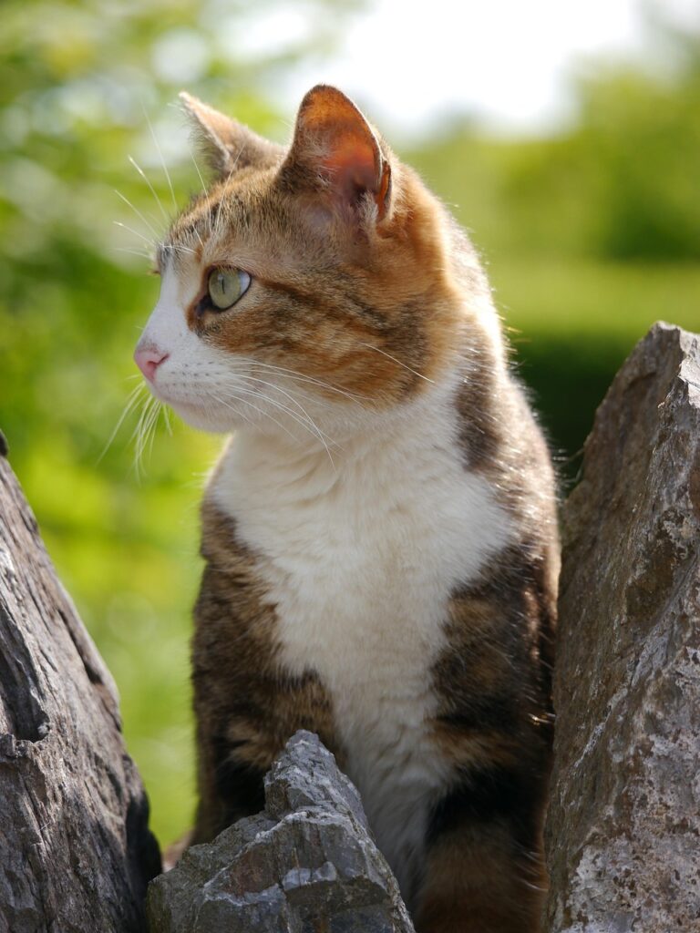 calico, cat, nature, animal, cute, feline, pet, outdoors-8614907.jpg