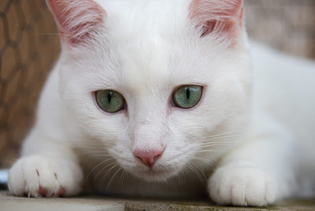 cat, animal, mammal, white cat, feline, domestic, pet, nature-9359359.jpg