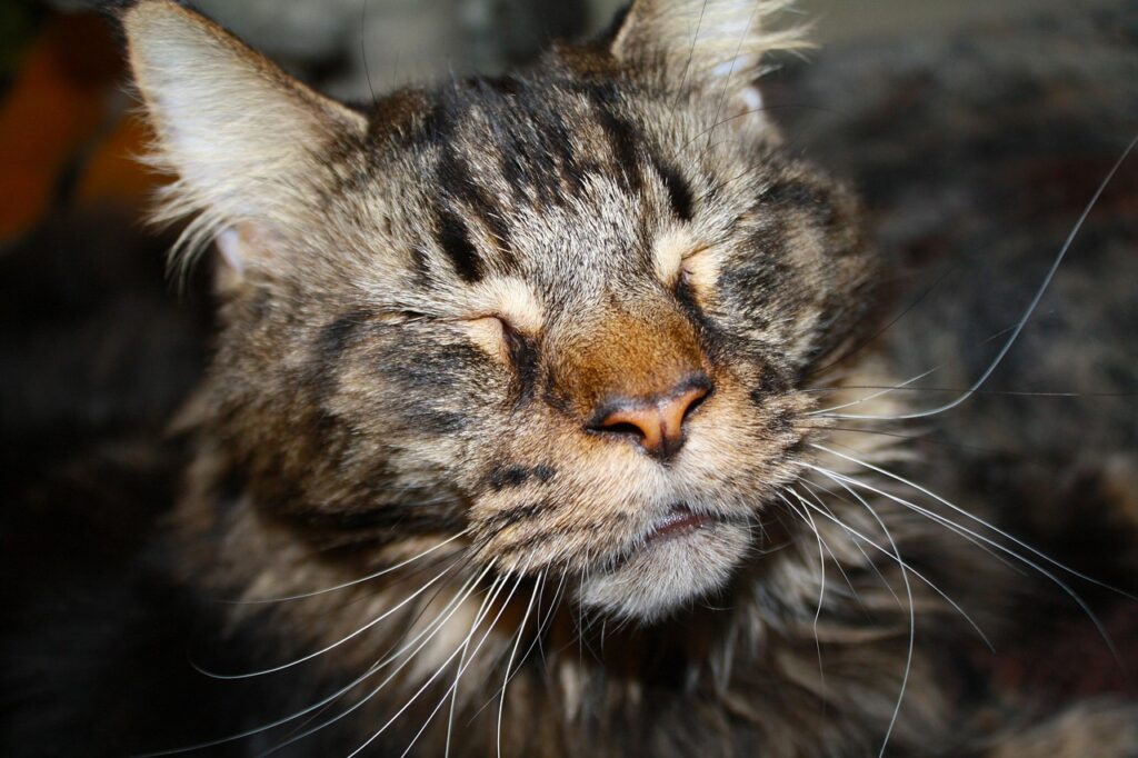 cat, animal, pet, cat face, nature, maine coon-1220826.jpg
