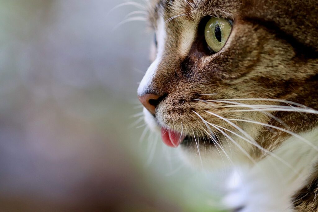 cat, pet, cat tongue, cat eyes, mackerel, domestic animal, tabby, gray tabby cat, gray cat, domestic cat, portrait, cat portrait, cat profile, nature, the world of animals, mammal, animal-5628953.jpg