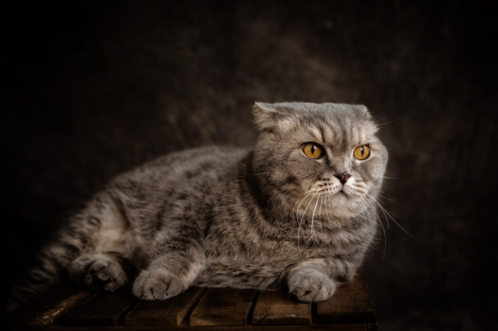 scottish fold, cat, pet, mammal, nature, animal, feline, domestic cat, portrait-8141946.jpg