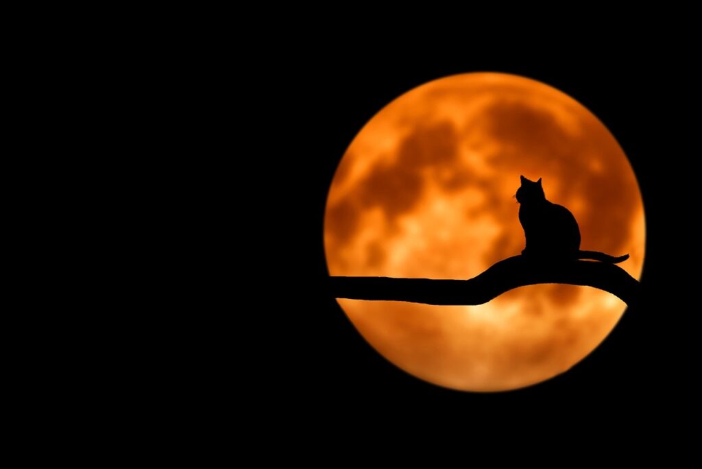 tree, cat, silhouette, moon, animal, full moon, moonlight, luna, pet, lunar, cat silhouette, branch, night sky, dark sky, night, backlighting, black cat, nature, halloween-736877.jpg