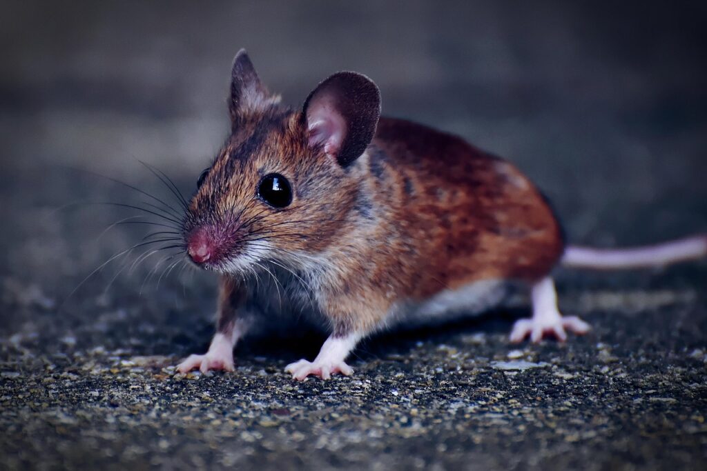 wood mouse, rodent, cute, mouse, fur, apodemus sylvaticus, button eyes, small, nature, brown, funny, animal, mammal, mouse, mouse, mouse, mouse, mouse-4292074.jpg
